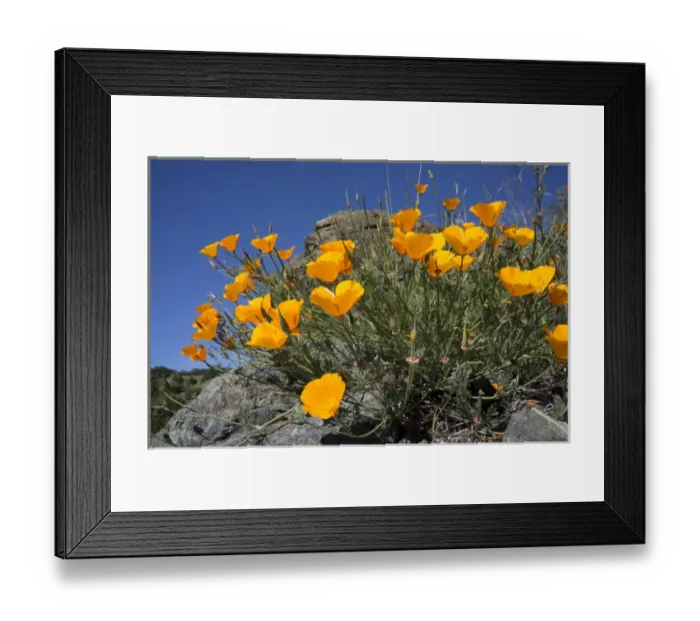 Framed Print : California Poppies, California Central Coast near Paso Robles