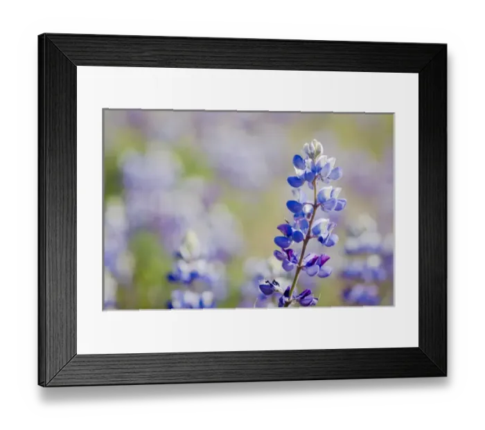 Framed Print : California Central Coast