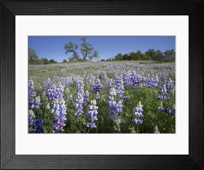 Framed Print : California Central Coast