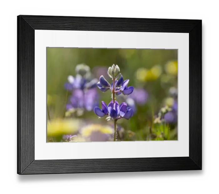 Framed Print : California Central Coast Framed Print : California Central Coast