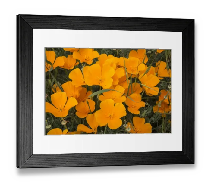 Framed Print : California poppies in Montana de Oro State Park, Los Osos, California Central Coast
