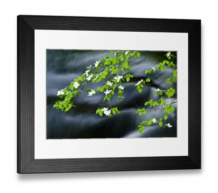 Framed Print : Mountain Dogwood (Cornus nuttallii) above the Merced River, Yosemite National Park