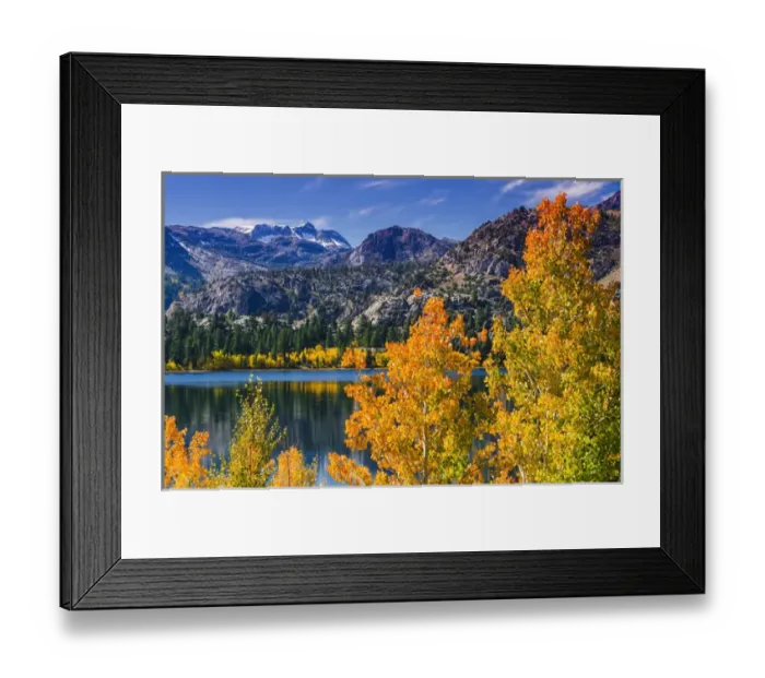 Framed Print : Golden fall aspen at June Lake, Inyo National Forest, Sierra Nevada Mountains, California Framed Print : Golden fall aspen at June Lake, Inyo National Forest, Sierra Nevada Mountains, California