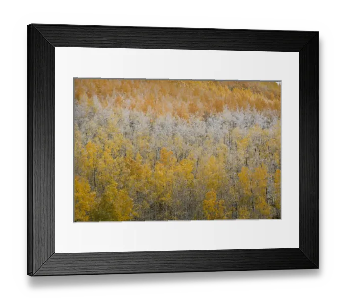 Framed Print : USA, Colorado, San Juan Mountains. Aspen trees after snowstorm Framed Print : USA, Colorado, San Juan Mountains. Aspen trees after snowstorm