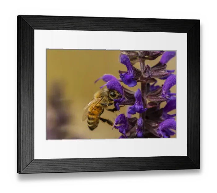 Framed Print : USA, Colorado, Jefferson County. Honey bee on salvia blossoms Framed Print : USA, Colorado, Jefferson County. Honey bee on salvia blossoms