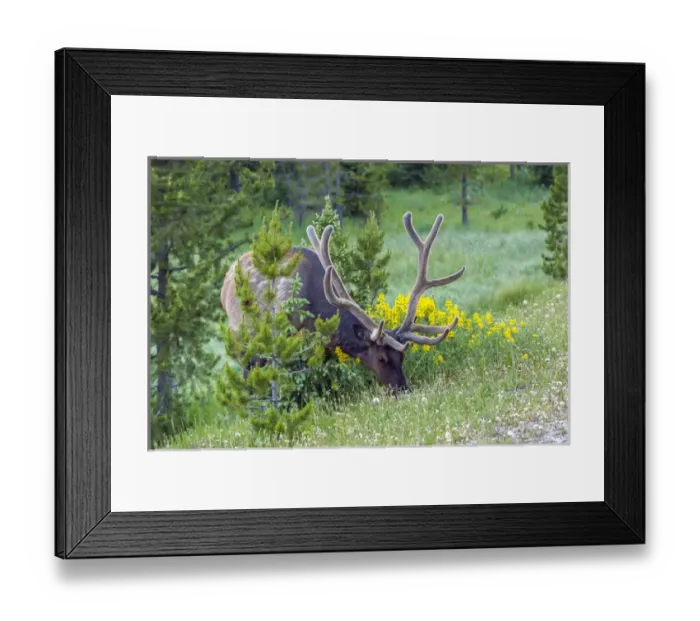 Framed Print : USA, Colorado, Rocky Mountain National Park Framed Print : USA, Colorado, Rocky Mountain National Park