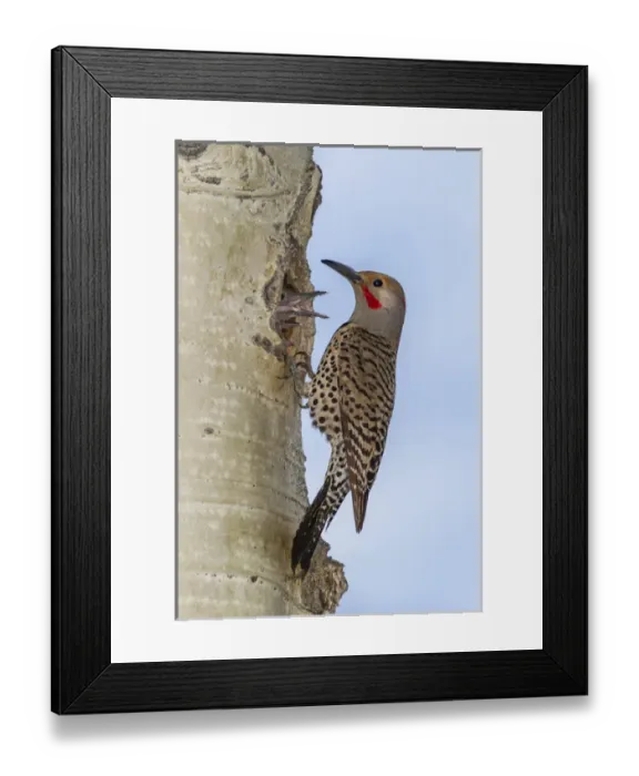 Framed Print : USA, Colorado, Rocky Mountain National Park. Red-shafted flicker outside tree hole nest Framed Print : USA, Colorado, Rocky Mountain National Park. Red-shafted flicker outside tree hole nest