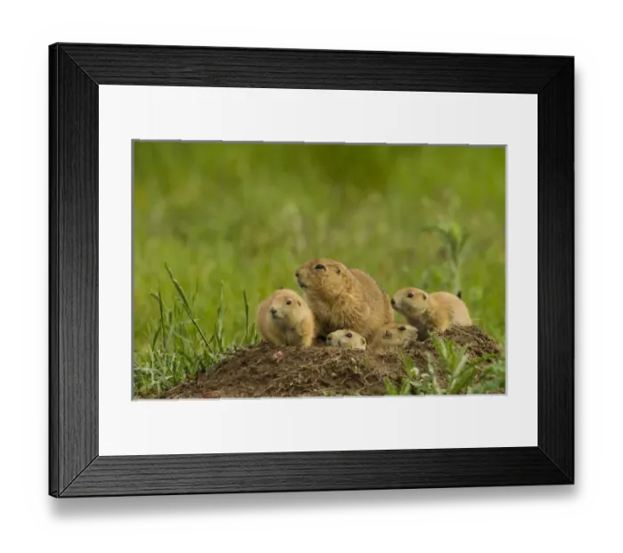 Framed Print : USA, Colorado, Rocky Mountain Arsenal National Wildlife Refuge. Prairie dog family on den mound Framed Print : USA, Colorado, Rocky Mountain Arsenal National Wildlife Refuge. Prairie dog family on den mound