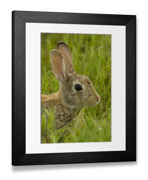 Framed Print : USA, Colorado, Rocky Mountain Arsenal National Wildlife Refuge. Side portrait of cottontail rabbit Framed Print : USA, Colorado, Rocky Mountain Arsenal National Wildlife Refuge. Side portrait of cottontail rabbit