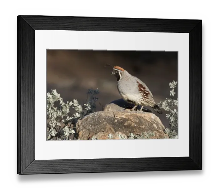 Framed Print : USA, Arizona, Amado. Male Gambels quail on rock Framed Print : USA, Arizona, Amado. Male Gambels quail on rock
