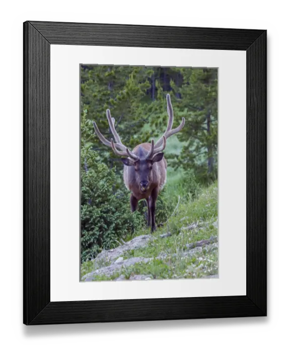 Framed Print : USA, Colorado, Rocky Mountain National Park Framed Print : USA, Colorado, Rocky Mountain National Park