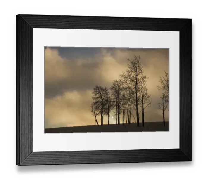 Framed Print : USA, Colorado, Pike National Forest. Sunrise on clouds and aspen trees. Credit as