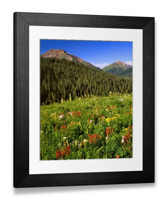 Framed Print : USA, Colorado, Maroon Bells-Snowmass Wilderness. Wildflowers in meadow. Credit as Framed Print : USA, Colorado, Maroon Bells-Snowmass Wilderness. Wildflowers in meadow. Credit as