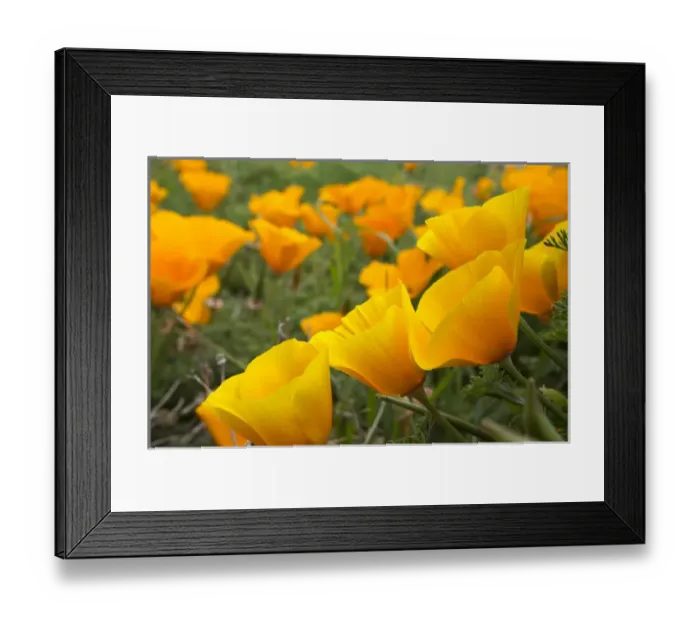 Framed Print : California poppies in Montana de Oro State Park, Los Osos, California Central Coast Framed Print : California poppies in Montana de Oro State Park, Los Osos, California Central Coast