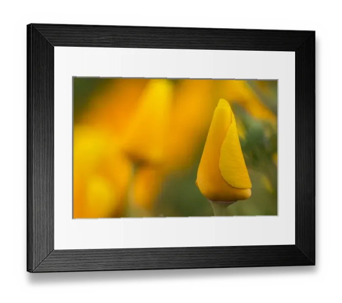 Framed Print : California poppies in Montana de Oro State Park, Los Osos, California Central Coast