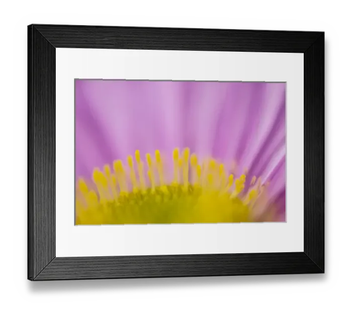 Framed Print : Seaside aster, Los Angeles, California Framed Print : Seaside aster, Los Angeles, California
