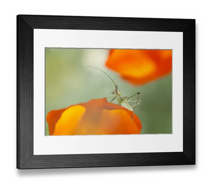 Framed Print : Fork-tailed bush katydid nymph on California poppy, Los Angeles, California Framed Print : Fork-tailed bush katydid nymph on California poppy, Los Angeles, California
