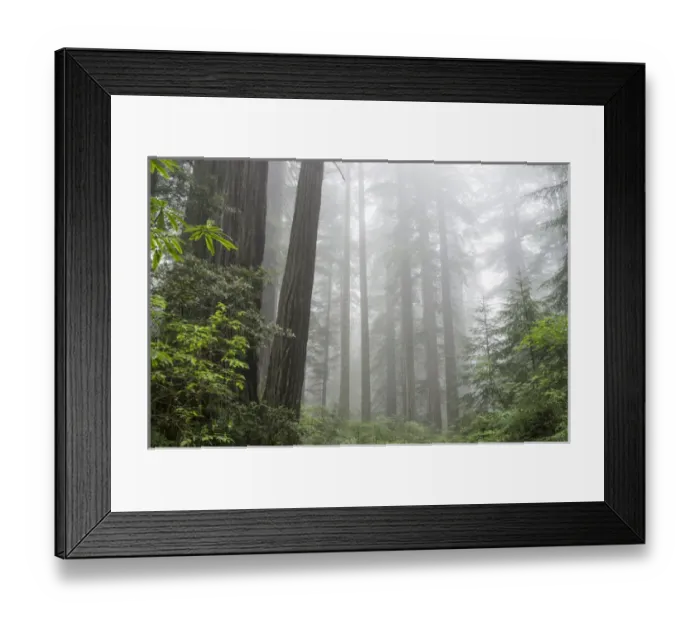 Framed Print : Lady Bird Johnson Grove, Prairie Creek Redwoods State Park, Redwoods National and State Parks