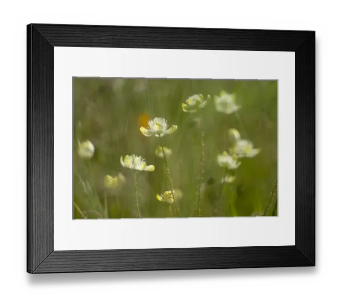 Framed Print : Cream cups, California Central Coast, near Paso Robles, California