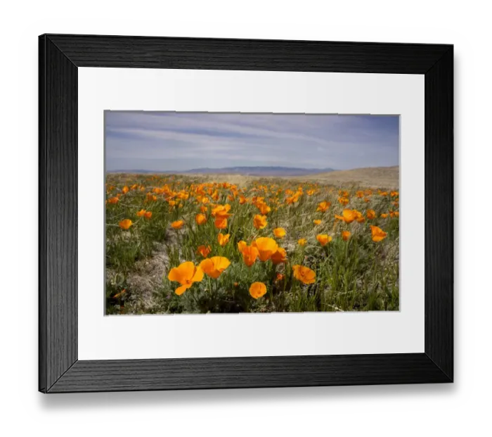 Framed Print : California poppies in bloom, Lancaster, California Framed Print : California poppies in bloom, Lancaster, California