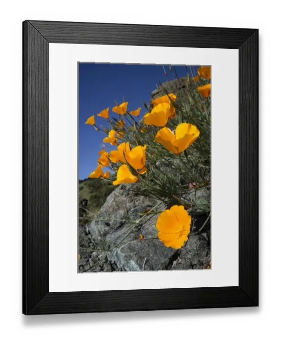 Framed Print : California poppies, California Central Coast, near Paso Robles, California Framed Print : California poppies, California Central Coast, near Paso Robles, California