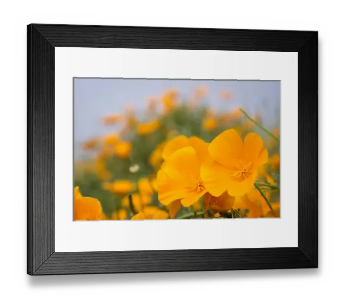 Framed Print : California Poppies, Montana de Oro State Park, California Central Coast, Los Osos Framed Print : California Poppies, Montana de Oro State Park, California Central Coast, Los Osos