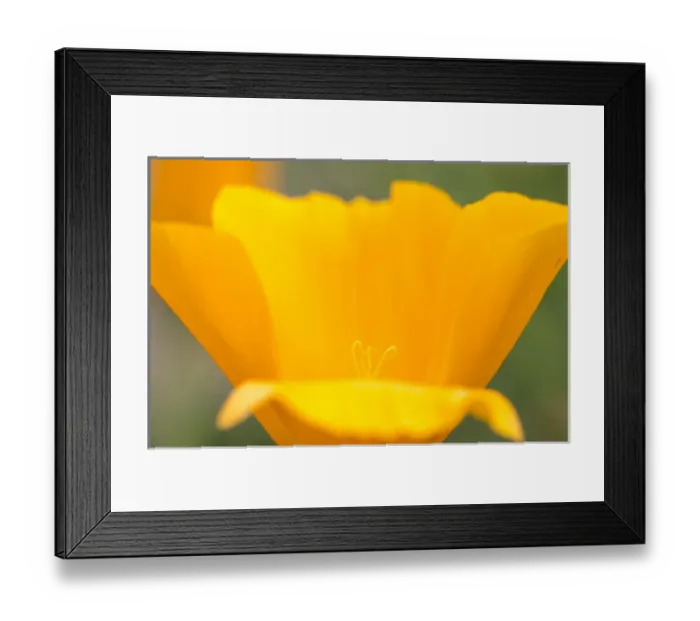 Framed Print : California poppy with stamens, Montana de Oro State Park, California Central Coast Framed Print : California poppy with stamens, Montana de Oro State Park, California Central Coast