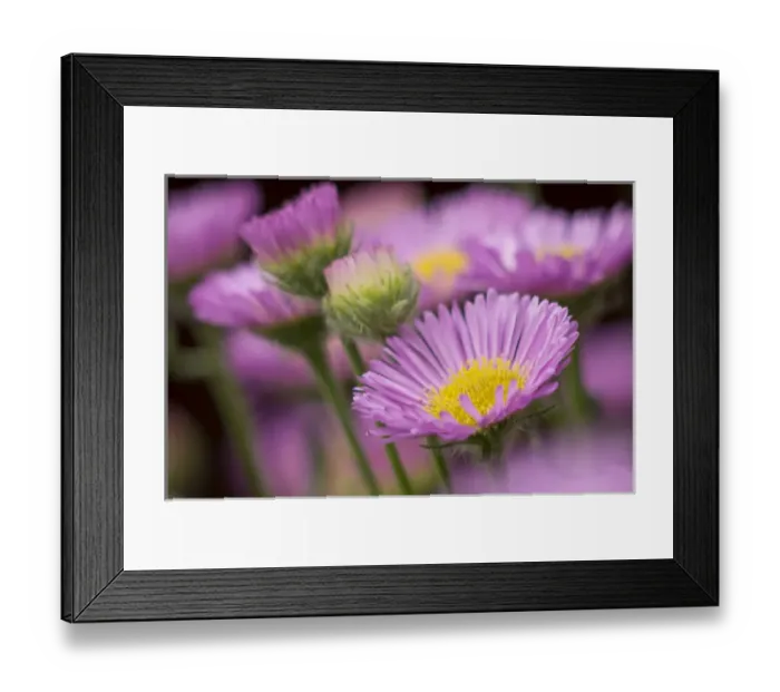 Framed Print : Sea daisy, California native flowers, Los Angeles, California Framed Print : Sea daisy, California native flowers, Los Angeles, California