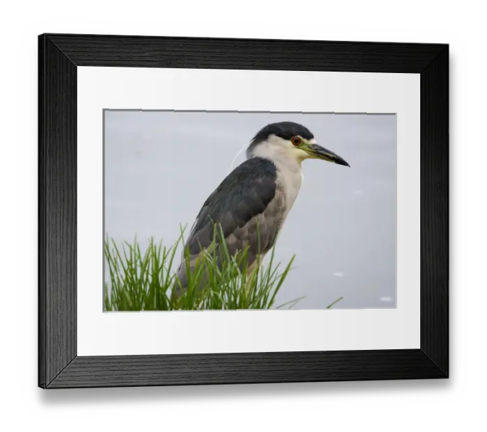 Framed Print : Black-crowned night heron, Los Angeles, California Framed Print : Black-crowned night heron, Los Angeles, California