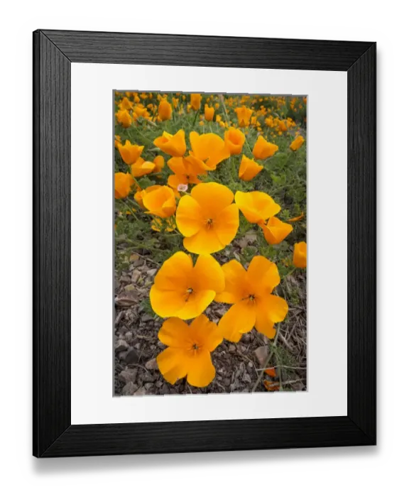 Framed Print : California Poppies, Montana de Oro State Park, California Central Coast, Los Osos Framed Print : California Poppies, Montana de Oro State Park, California Central Coast, Los Osos