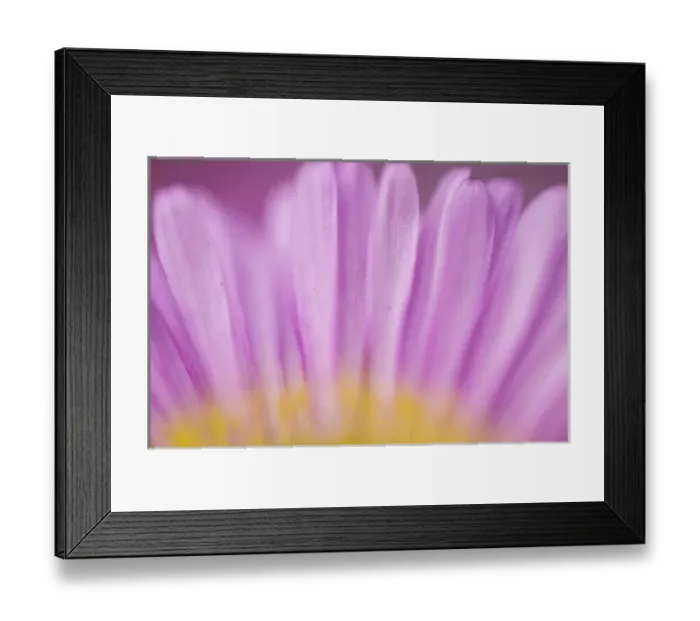 Framed Print : Sea daisy, California native flowers, Los Angeles, California Framed Print : Sea daisy, California native flowers, Los Angeles, California