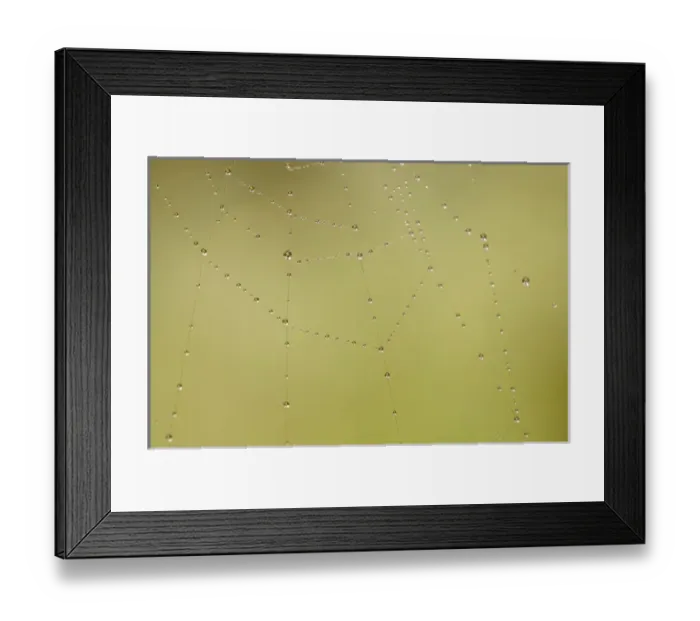 Framed Print : Dew and spider web, Los Angeles, California