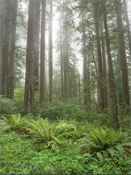 Redwoods, Lady Bird Johnson Grove in fog, Prairie Creek Redwoods State Park, Redwoods National