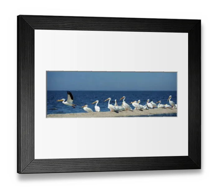 Framed Print : White pelicans (pelecanus erythrorynchos) on the shore of the toxic and salty Salton