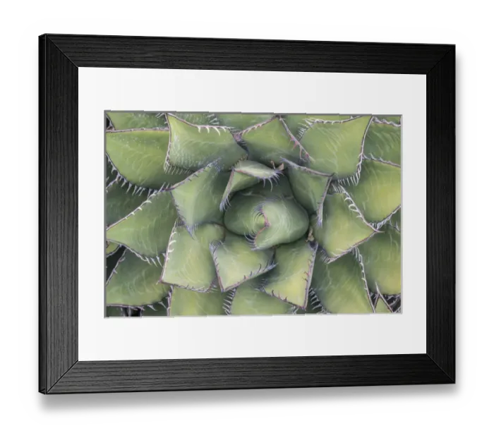 Framed Print : USA, California, Sanata Barbara, Santa Barbara Botanical Garden, Agave Framed Print : USA, California, Sanata Barbara, Santa Barbara Botanical Garden, Agave