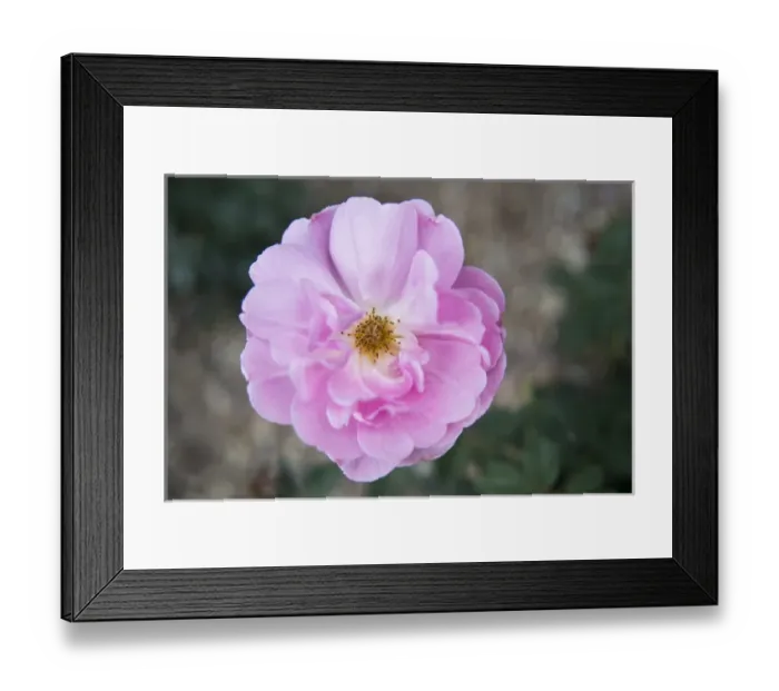 Framed Print : Centered pink rose Framed Print : Centered pink rose