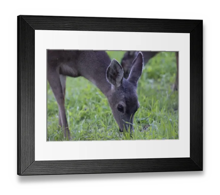 Framed Print : Deer grazing in grass on Monterey Peninsula, CAlifornia Framed Print : Deer grazing in grass on Monterey Peninsula, CAlifornia