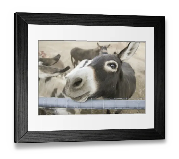 Framed Print : Miniature donkeys on a ranch in Northern California, United States