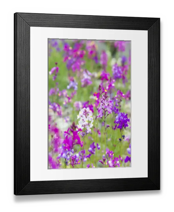 Framed Print : US, CA Field of toadflax wildflower selective focus