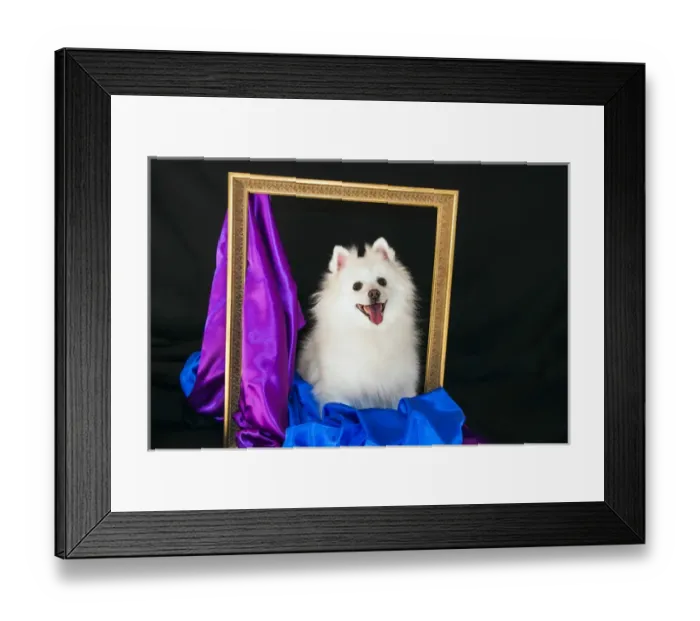 Framed Print : A picture of an American Eskimo Dog