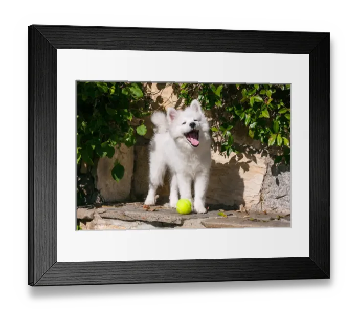 Framed Print : American Eskimo Puppy ready to play ball