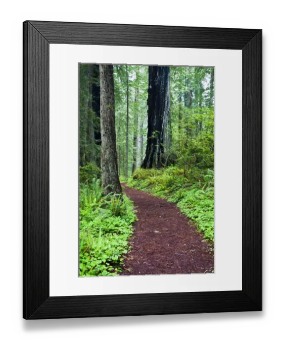 Framed Print : North America; USA; California; Hiking Trail in the Redwoods Framed Print : North America; USA; California; Hiking Trail in the Redwoods
