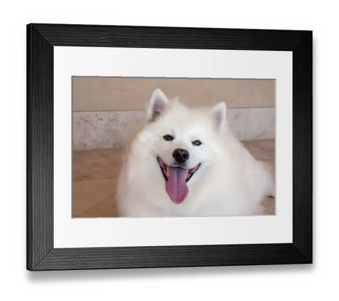 Framed Print : American Eskimo Dog lying on the patio Framed Print : American Eskimo Dog lying on the patio