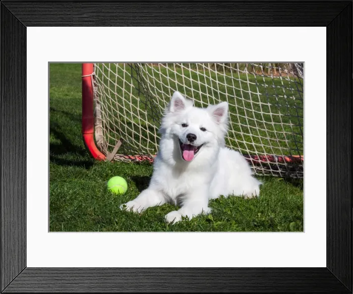Framed Print : American Eskimo, Los Angeles, California, United States of America, 11-18-09 Framed Print : American Eskimo, Los Angeles, California, United States of America, 11-18-09