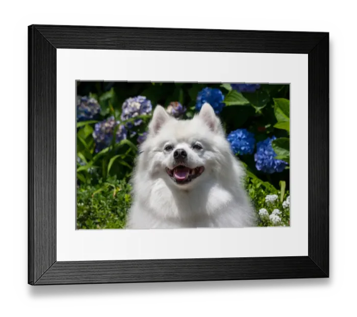 Framed Print : Portrait of an American Eskimo Dog