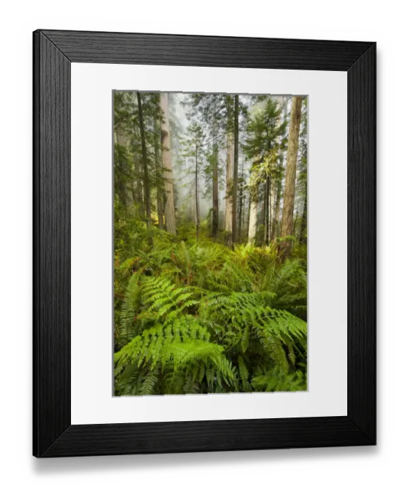 Framed Print : North America; USA; California; Redwoods National Park; Redwood Trees in Morning Framed Print : North America; USA; California; Redwoods National Park; Redwood Trees in Morning