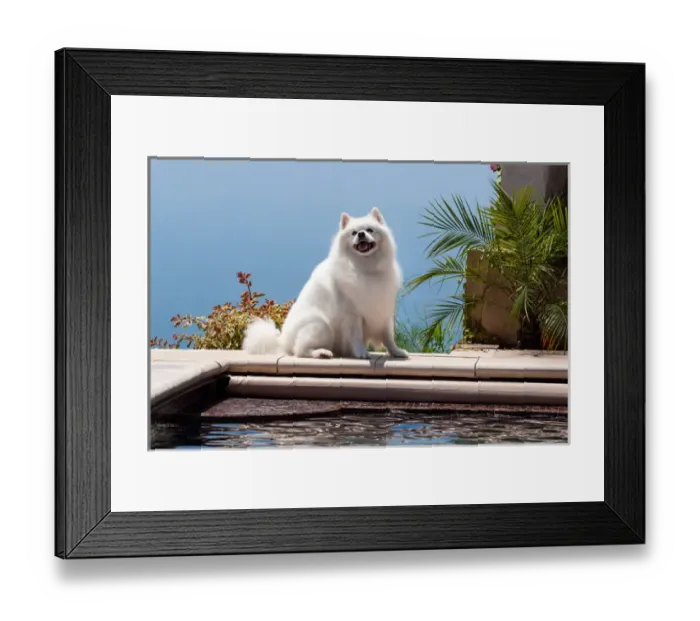 Framed Print : American Eskimo poolside
