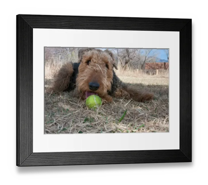 Framed Print : Airedale playing ball in dried grasses Framed Print : Airedale playing ball in dried grasses