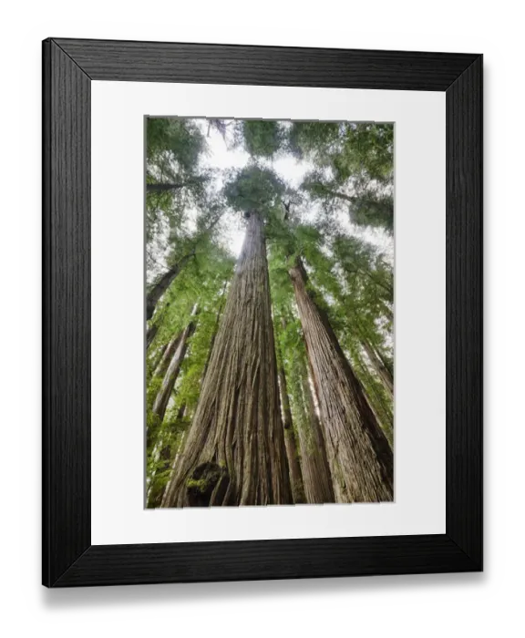 Framed Print : North America; USA; California; Redwoods National Park; Redwood Trees in Morning
