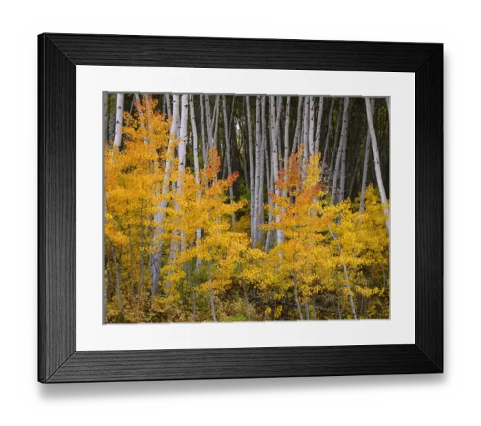 Framed Print : USA, Colorado, Grand Mesa National Forest, Aspen grove with fall color and white trunks Framed Print : USA, Colorado, Grand Mesa National Forest, Aspen grove with fall color and white trunks